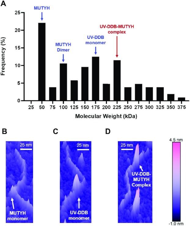 https://cdn.ncbi.nlm.nih.gov/pmc/blobs/b286/8373069/fd3f22c9fca9/gkab591fig5.jpg