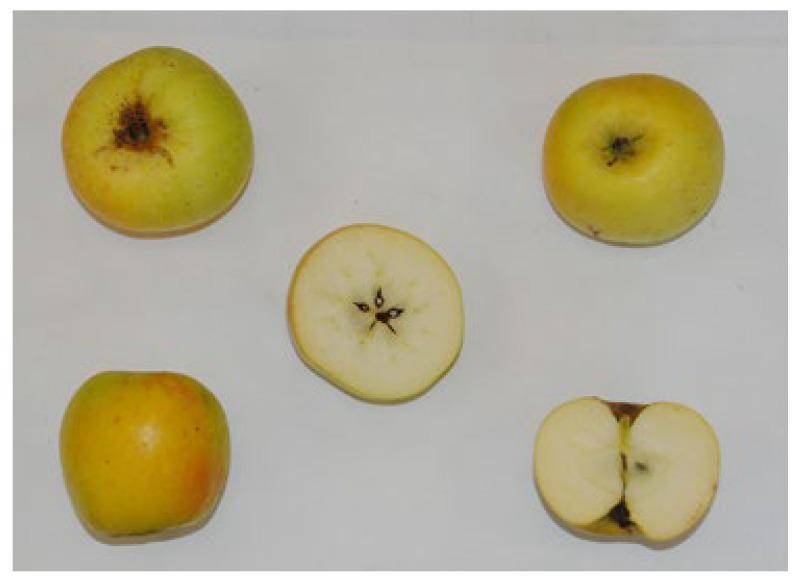 https://cdn.ncbi.nlm.nih.gov/pmc/blobs/b287/10376420/66195150e751/biology-12-00891-g001.jpg