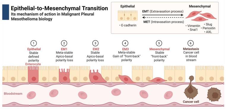 https://cdn.ncbi.nlm.nih.gov/pmc/blobs/b289/12025386/f5baa2c85ec0/cells-14-00585-g001.jpg