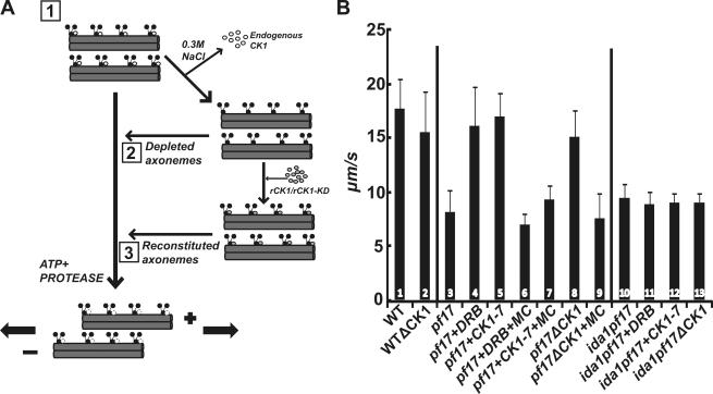 https://cdn.ncbi.nlm.nih.gov/pmc/blobs/b289/2753152/3cb7e180d7f9/JCB_200906168_GS_Fig3.jpg