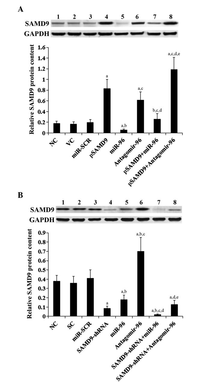 https://cdn.ncbi.nlm.nih.gov/pmc/blobs/b28b/4734049/8e01ba25b8bc/ol-11-02-0945-g04.jpg
