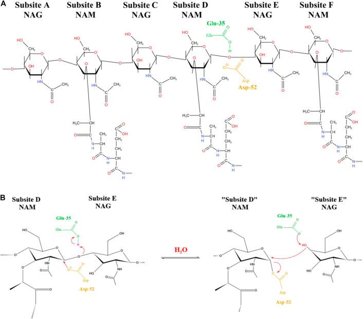 https://cdn.ncbi.nlm.nih.gov/pmc/blobs/b28e/8678502/599666092fa6/fphar-12-767642-g001.jpg
