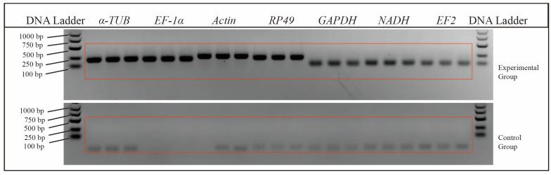 https://cdn.ncbi.nlm.nih.gov/pmc/blobs/b28f/11431952/310a47d22cc8/insects-15-00668-g002.jpg