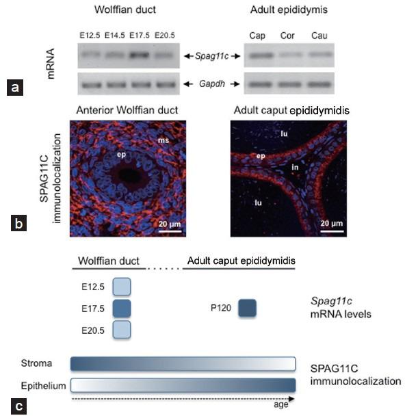 https://cdn.ncbi.nlm.nih.gov/pmc/blobs/b291/4770510/8758a4d9fc3d/AJA-18-323-g001.jpg