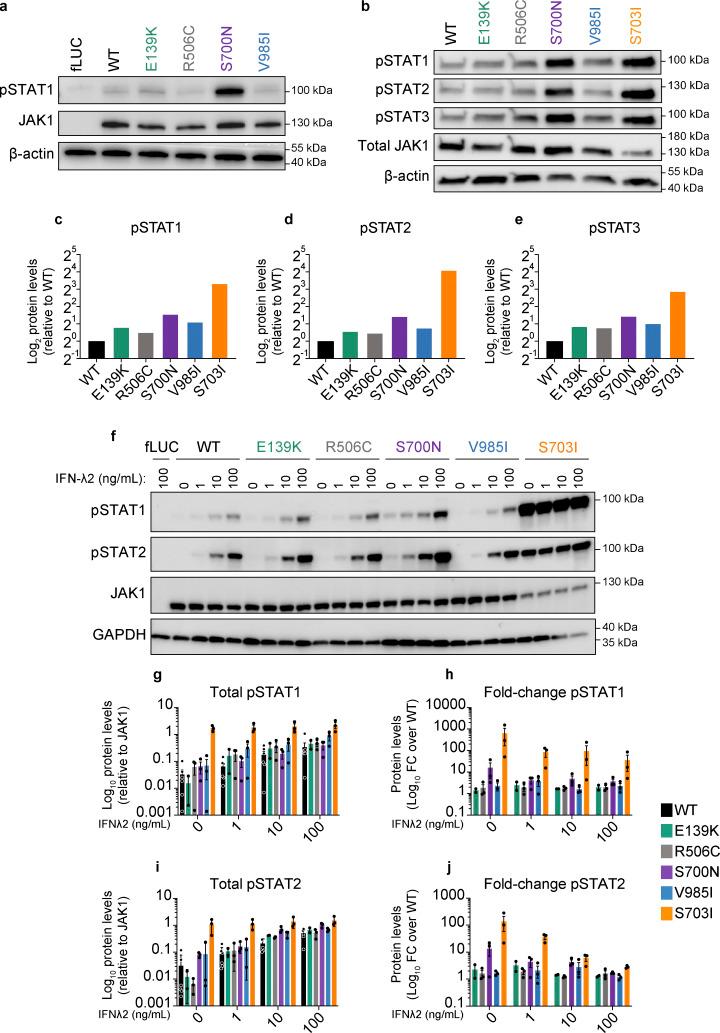 https://cdn.ncbi.nlm.nih.gov/pmc/blobs/b293/10986756/0813b609534b/JEM_20232387_Fig2.jpg