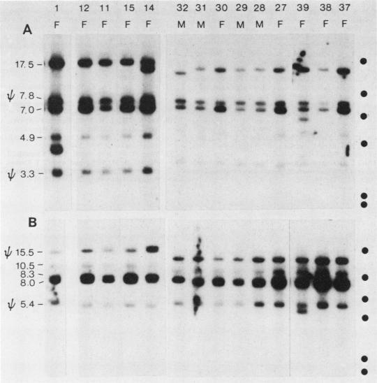https://cdn.ncbi.nlm.nih.gov/pmc/blobs/b293/365158/79019350db54/molcellb00074-0403-a.jpg