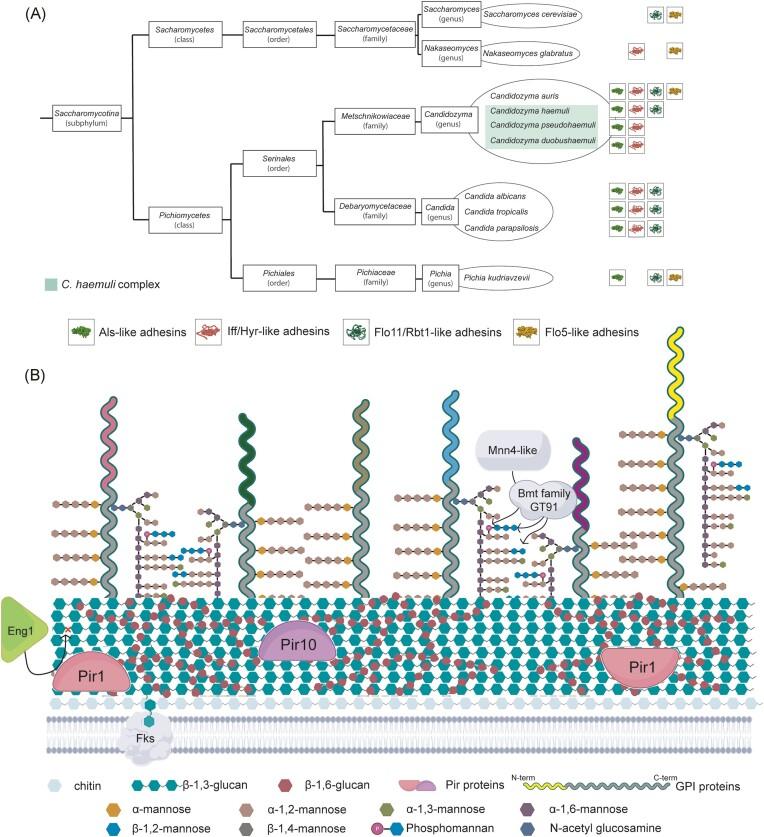 https://cdn.ncbi.nlm.nih.gov/pmc/blobs/b295/11657238/8f238eaab284/foae039fig1.jpg