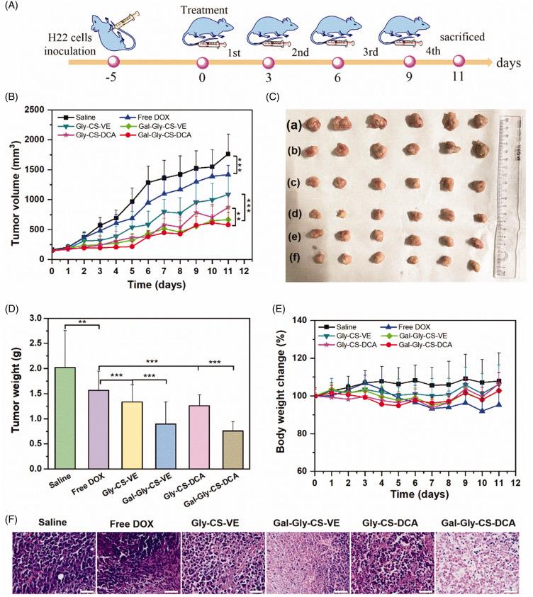 https://cdn.ncbi.nlm.nih.gov/pmc/blobs/b298/11332424/885e2ac29704/IJN-19-8373-g0005.jpg