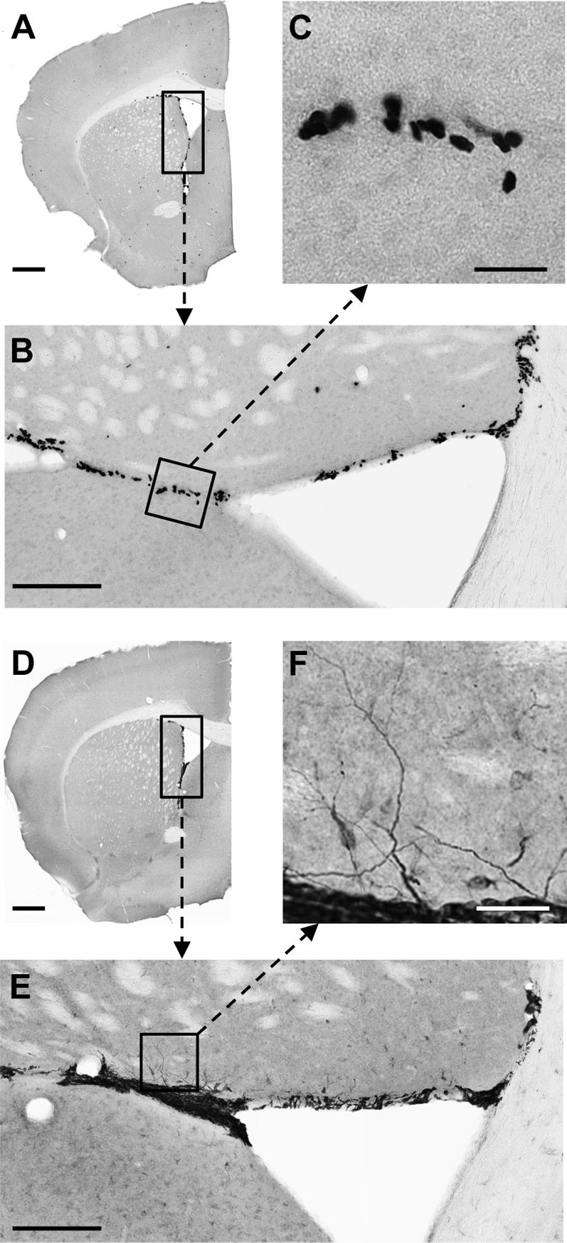 https://cdn.ncbi.nlm.nih.gov/pmc/blobs/b29d/4793298/7f512c4ff8e2/bsr036e308fig2.jpg