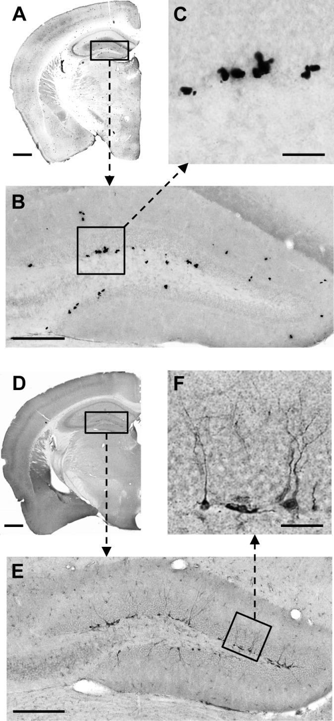 https://cdn.ncbi.nlm.nih.gov/pmc/blobs/b29d/4793298/f48dce9bee3b/bsr036e308fig1.jpg