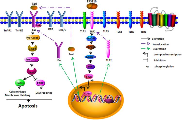 https://cdn.ncbi.nlm.nih.gov/pmc/blobs/b29d/5660251/8c08a8dabfa8/41598_2017_14178_Fig8_HTML.jpg