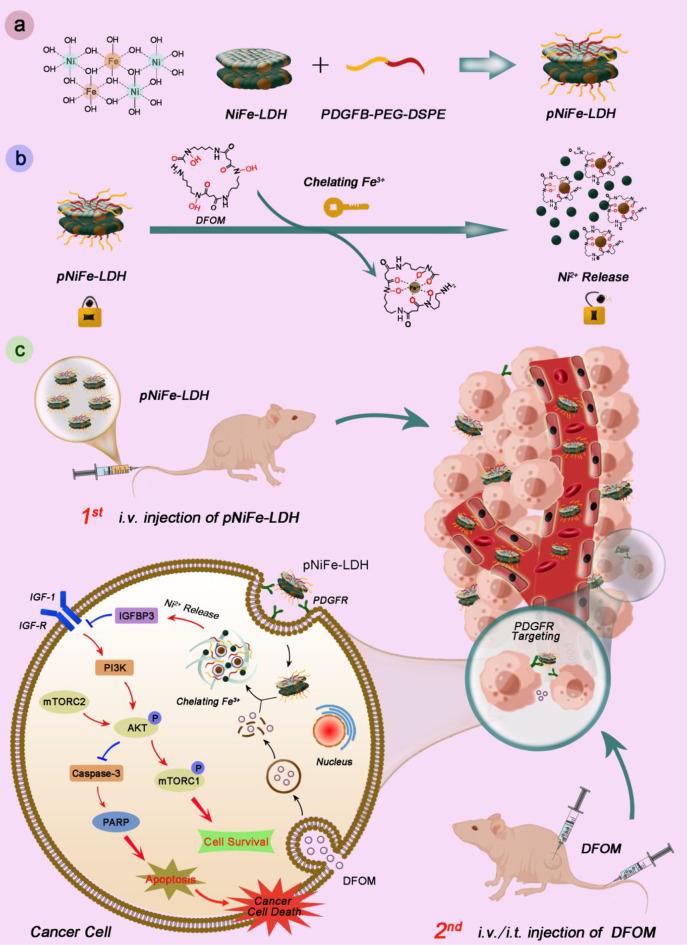 https://cdn.ncbi.nlm.nih.gov/pmc/blobs/b29e/12124052/294e9e92b984/12951_2025_3489_Sch1_HTML.jpg