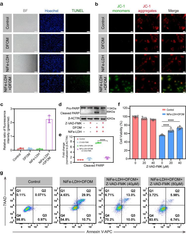 https://cdn.ncbi.nlm.nih.gov/pmc/blobs/b29e/12124052/2f45338ed24b/12951_2025_3489_Fig3_HTML.jpg