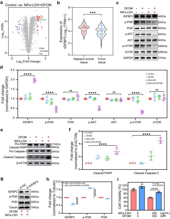 https://cdn.ncbi.nlm.nih.gov/pmc/blobs/b29e/12124052/836a7b0eed5a/12951_2025_3489_Fig4_HTML.jpg
