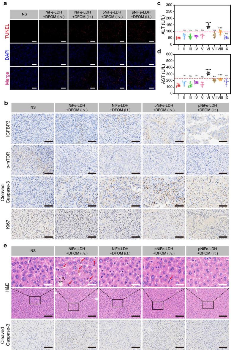 https://cdn.ncbi.nlm.nih.gov/pmc/blobs/b29e/12124052/f15ca8a57164/12951_2025_3489_Fig6_HTML.jpg