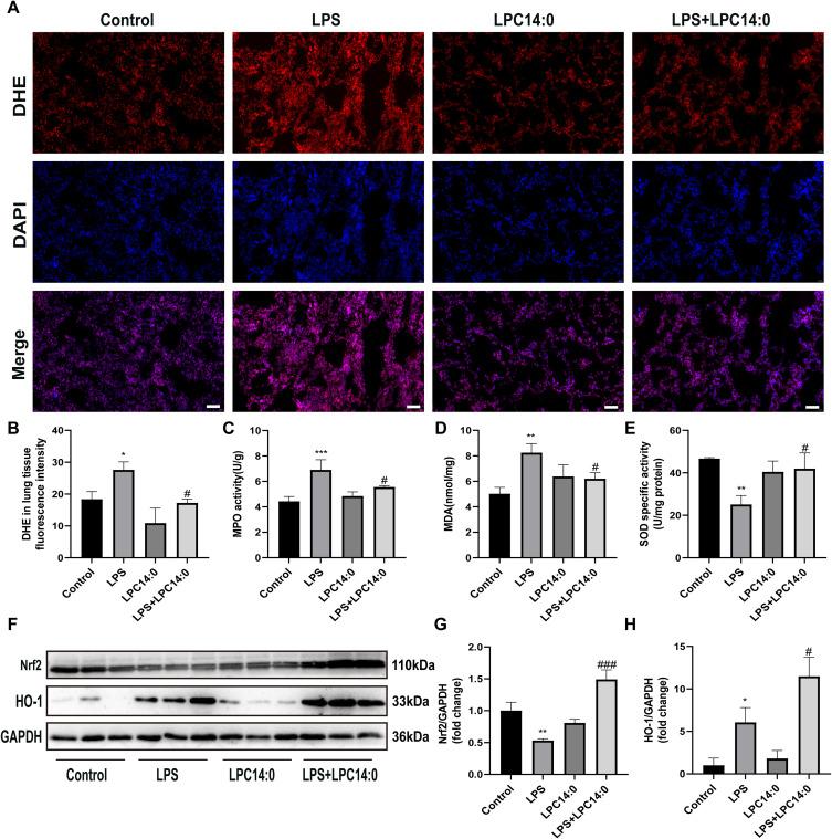 https://cdn.ncbi.nlm.nih.gov/pmc/blobs/b2a0/11630720/276271843186/JIR-17-10533-g0002.jpg