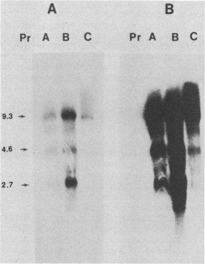 https://cdn.ncbi.nlm.nih.gov/pmc/blobs/b2a0/255230/40ebef39b842/jvirol00092-0195-a.jpg
