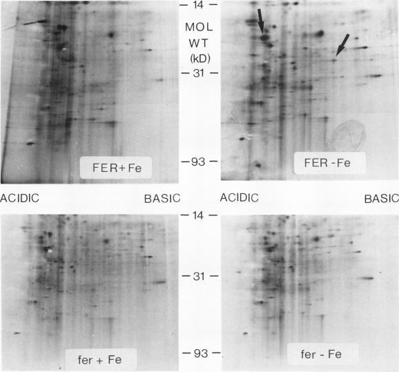 https://cdn.ncbi.nlm.nih.gov/pmc/blobs/b2a2/1055661/297ddd30eca7/plntphys00633-0286-a.jpg