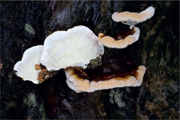 https://cdn.ncbi.nlm.nih.gov/pmc/blobs/b2a6/9365044/0d25d2f4ece1/ima-101-5-g017.jpg