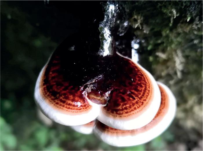 https://cdn.ncbi.nlm.nih.gov/pmc/blobs/b2a6/9365044/318f2c803c40/ima-101-5-g029.jpg