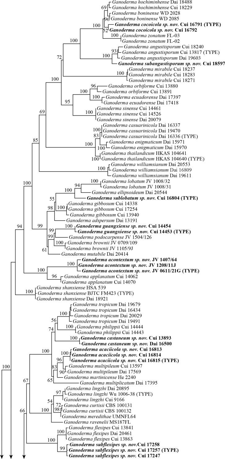 https://cdn.ncbi.nlm.nih.gov/pmc/blobs/b2a6/9365044/d8a31ced4dcd/ima-101-5-g004a.jpg