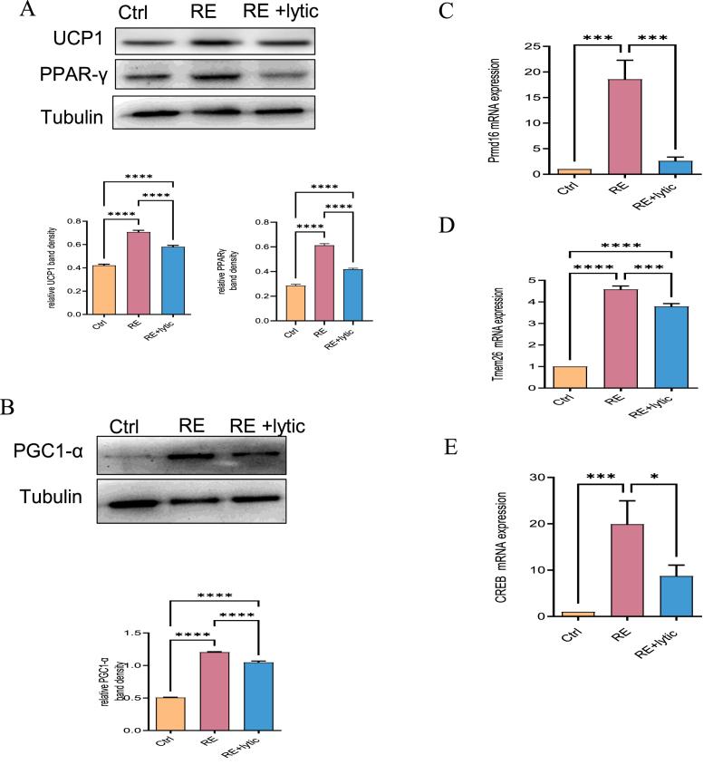 https://cdn.ncbi.nlm.nih.gov/pmc/blobs/b2a7/9280373/8cd682e619f3/gr6.jpg