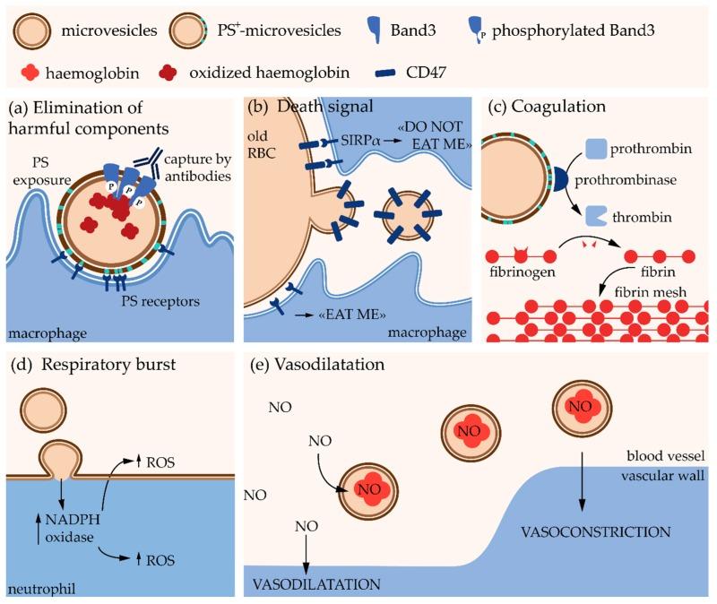 https://cdn.ncbi.nlm.nih.gov/pmc/blobs/b2a8/6164003/9f6aff0f4819/biomolecules-08-00094-g002.jpg