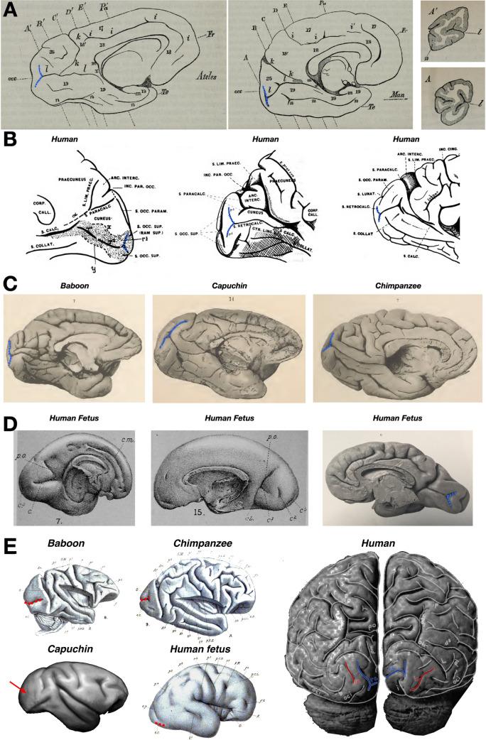 https://cdn.ncbi.nlm.nih.gov/pmc/blobs/b2a8/9046316/8b08707d08c1/429_2021_2427_Fig1_HTML.jpg