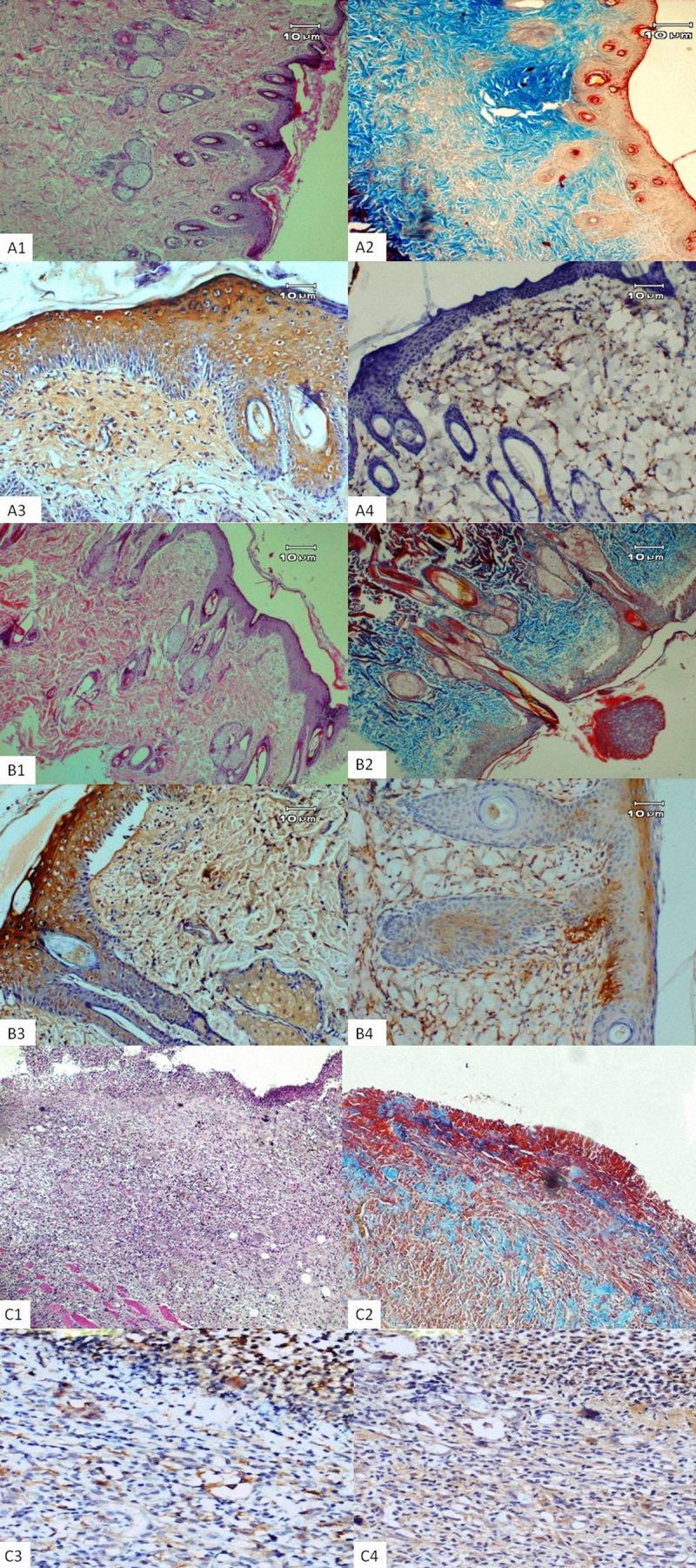 https://cdn.ncbi.nlm.nih.gov/pmc/blobs/b2ac/3983098/6736467b81fc/medscimonitbasicres-20-36-g002.jpg