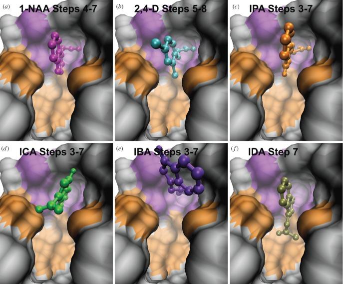 https://cdn.ncbi.nlm.nih.gov/pmc/blobs/b2b1/5090058/0df93fd404df/rsob-6-160139-g6.jpg