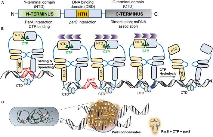 https://cdn.ncbi.nlm.nih.gov/pmc/blobs/b2b1/9178275/72331db9277a/fmicb-13-856547-g0002.jpg