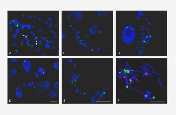 https://cdn.ncbi.nlm.nih.gov/pmc/blobs/b2b2/3095306/260508645e8e/1471-2229-10-176-8.jpg