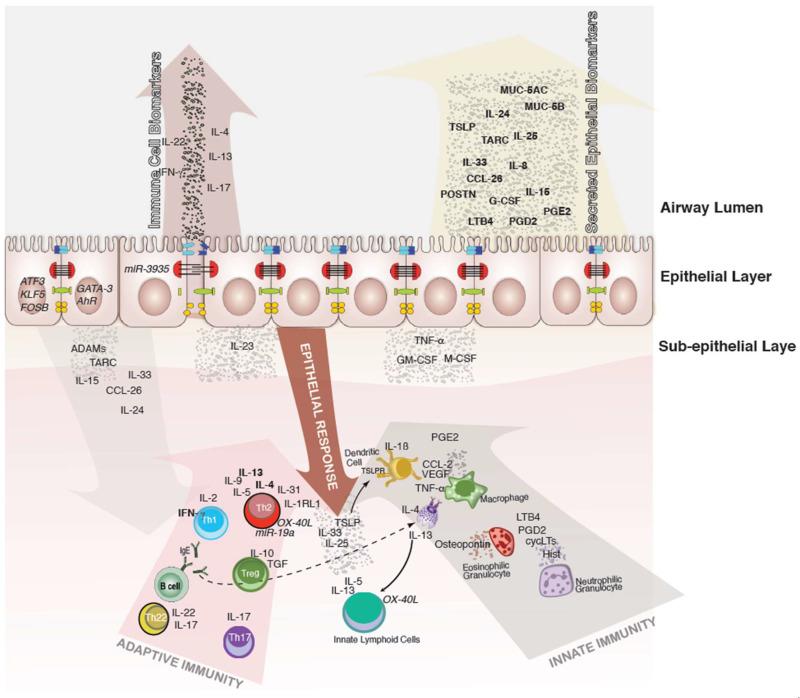 https://cdn.ncbi.nlm.nih.gov/pmc/blobs/b2b5/9105716/ca5dc755485f/cells-11-01387-g001.jpg