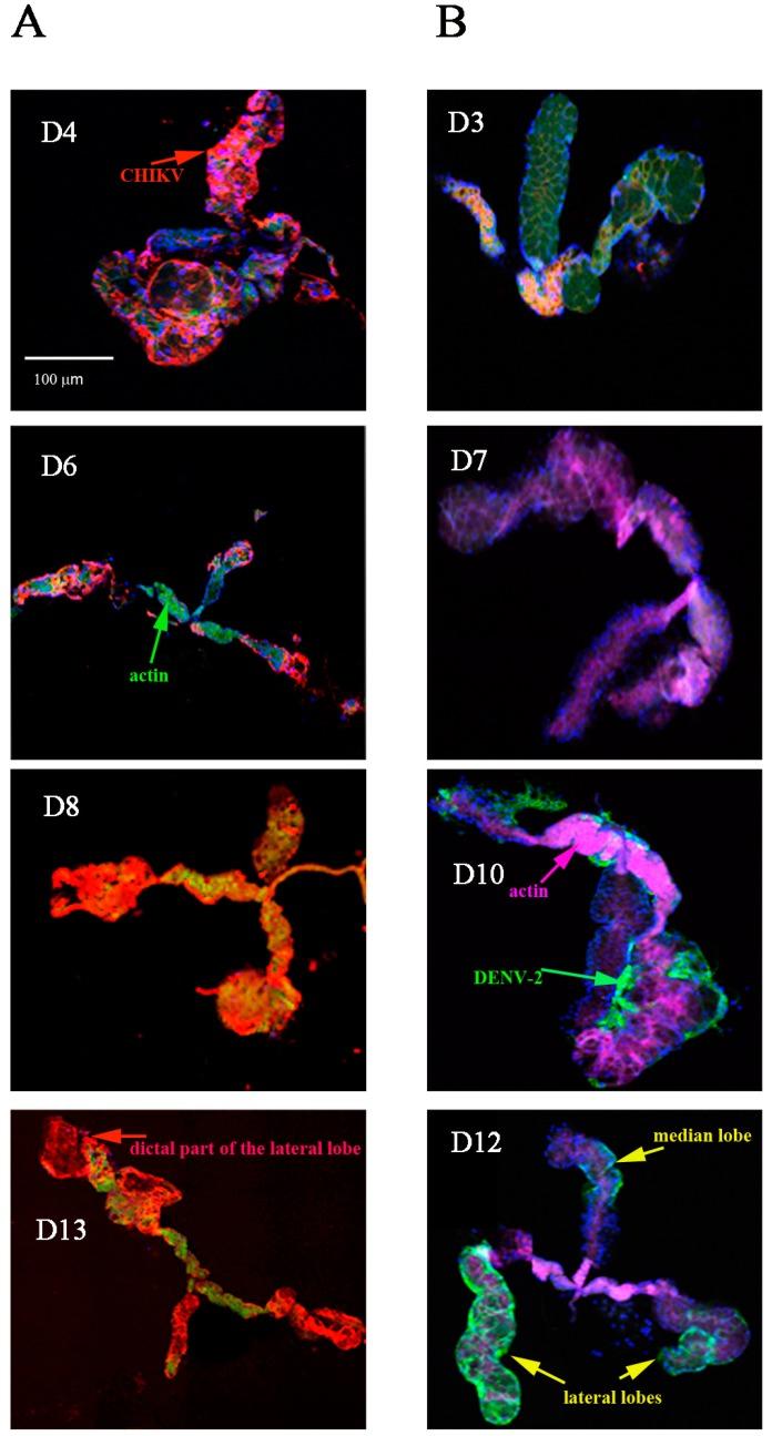 https://cdn.ncbi.nlm.nih.gov/pmc/blobs/b2b7/5578098/d9a0a77628a2/ijms-18-01708-g002a.jpg