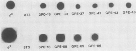 https://cdn.ncbi.nlm.nih.gov/pmc/blobs/b2b9/253118/67c05217b41b/jvirol00083-0038-a.jpg