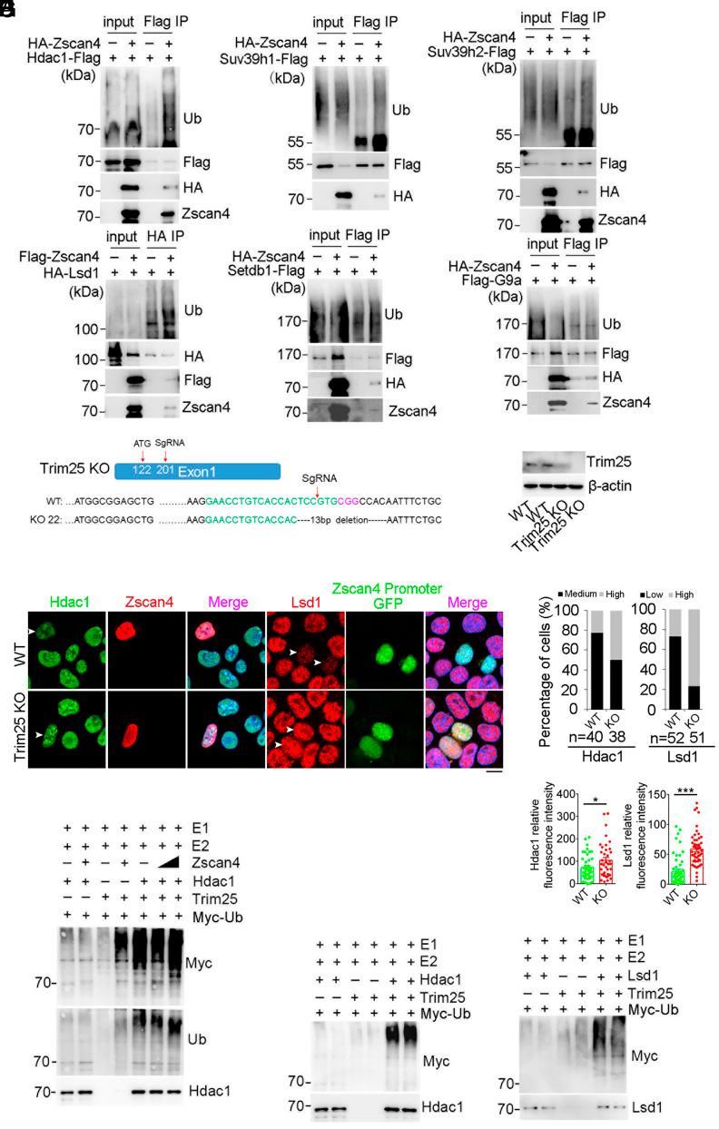 https://cdn.ncbi.nlm.nih.gov/pmc/blobs/b2bc/11670194/19f8ada05065/pnas.2407490121fig04.jpg