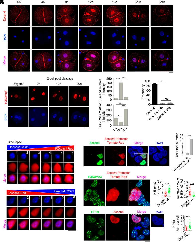 https://cdn.ncbi.nlm.nih.gov/pmc/blobs/b2bc/11670194/84ad72723675/pnas.2407490121fig01.jpg