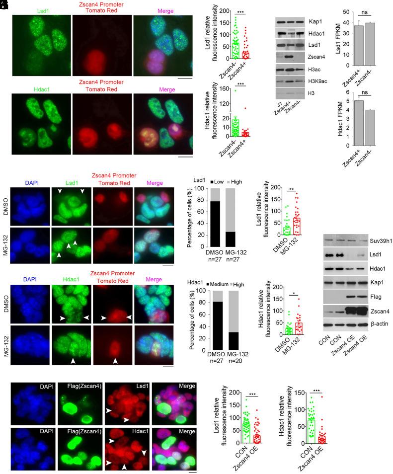 https://cdn.ncbi.nlm.nih.gov/pmc/blobs/b2bc/11670194/9d2956b384fe/pnas.2407490121fig03.jpg