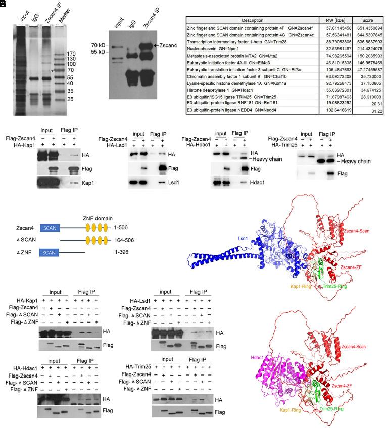 https://cdn.ncbi.nlm.nih.gov/pmc/blobs/b2bc/11670194/c5f27f50a242/pnas.2407490121fig02.jpg