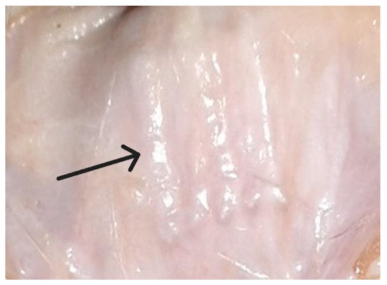 https://cdn.ncbi.nlm.nih.gov/pmc/blobs/b2bc/11855658/8ba57bc3dbd1/ijms-26-01419-g001.jpg