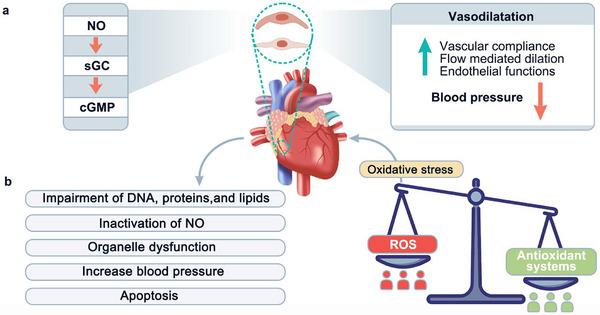 https://cdn.ncbi.nlm.nih.gov/pmc/blobs/b2bf/12165090/329ae2839a3d/ADVS-12-2416302-g018.jpg