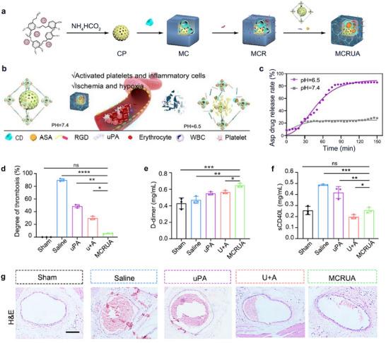 https://cdn.ncbi.nlm.nih.gov/pmc/blobs/b2bf/12165090/ba2396c84c39/ADVS-12-2416302-g021.jpg