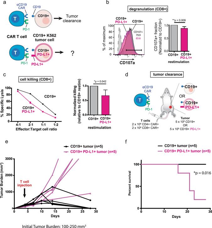https://cdn.ncbi.nlm.nih.gov/pmc/blobs/b2c0/5428439/57341e6dc2d7/41598_2017_462_Fig1_HTML.jpg