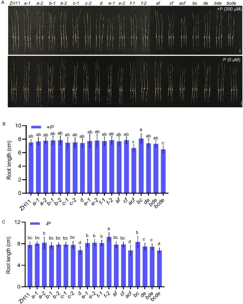 https://cdn.ncbi.nlm.nih.gov/pmc/blobs/b2c2/12405079/4fcff77bce69/12284_2025_840_Fig5_HTML.jpg