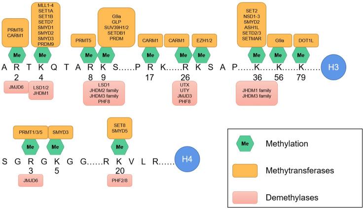 https://cdn.ncbi.nlm.nih.gov/pmc/blobs/b2c3/11604627/6e43b6c8dbdc/fimmu-15-1495221-g002.jpg