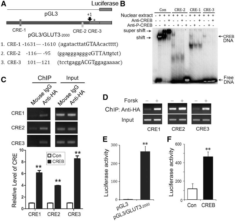 https://cdn.ncbi.nlm.nih.gov/pmc/blobs/b2c3/3597642/2010e0ae39df/gks1227f2p.jpg