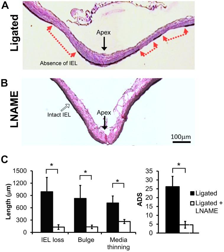 https://cdn.ncbi.nlm.nih.gov/pmc/blobs/b2c4/4081806/774440e524c2/pone.0101721.g002.jpg