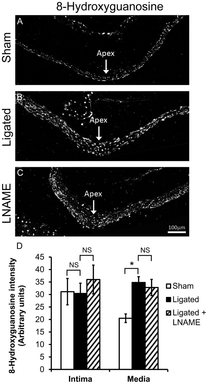 https://cdn.ncbi.nlm.nih.gov/pmc/blobs/b2c4/4081806/8ae0fa4879a1/pone.0101721.g005.jpg