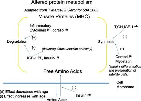 https://cdn.ncbi.nlm.nih.gov/pmc/blobs/b2c6/2832869/398b5b67905d/198_2009_1059_Fig3_HTML.jpg