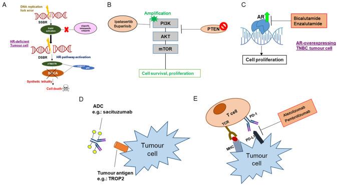 https://cdn.ncbi.nlm.nih.gov/pmc/blobs/b2c6/8114477/ccb650b730d2/ol-22-01-12773-g03.jpg